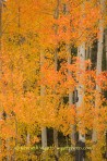aspen, tree, fall, fall color, Colorado, San Juan